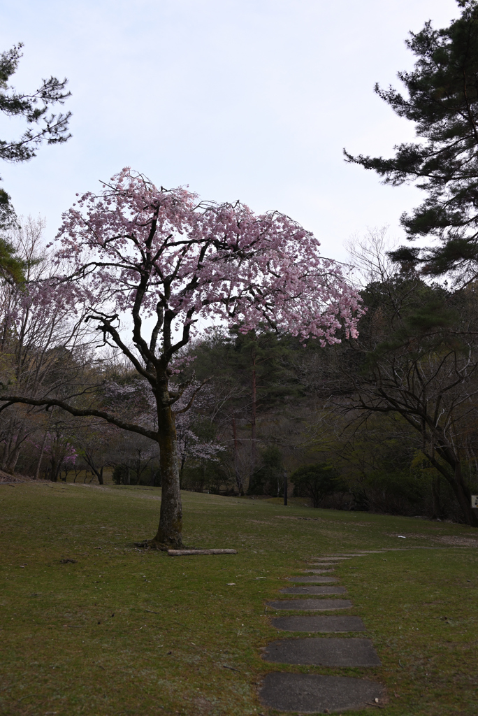 桜１本