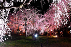 夜桜