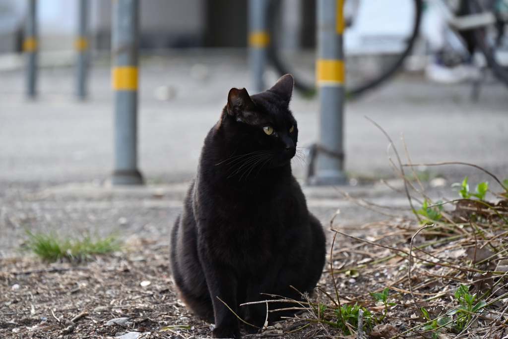ねこ