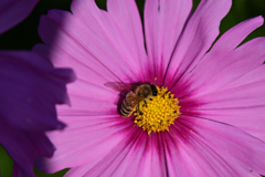 ミツバチとピンクのコスモス