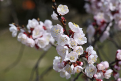 京都植物園４