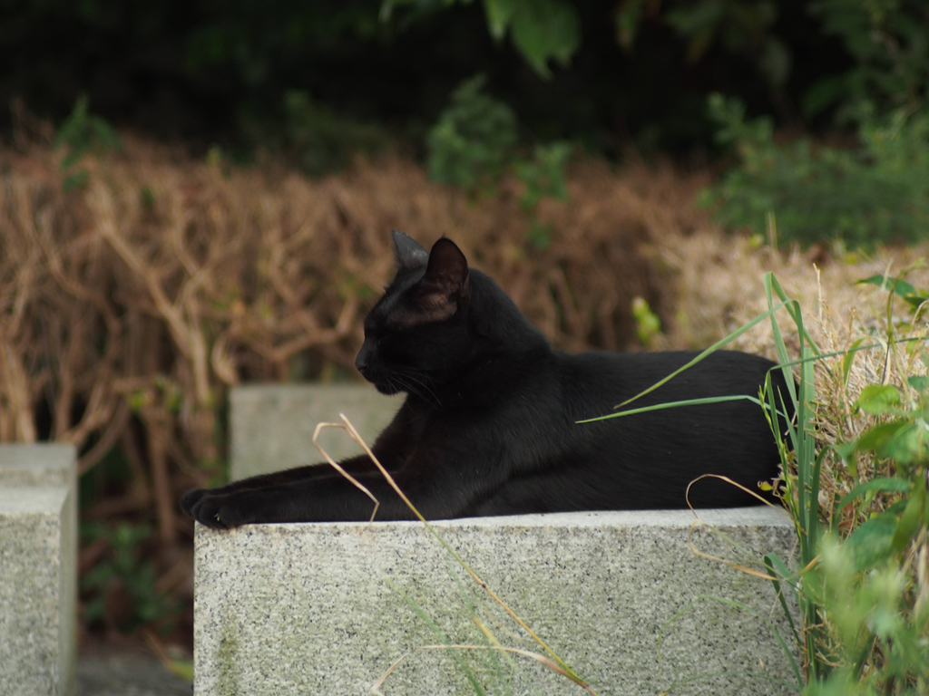 Happy Cat