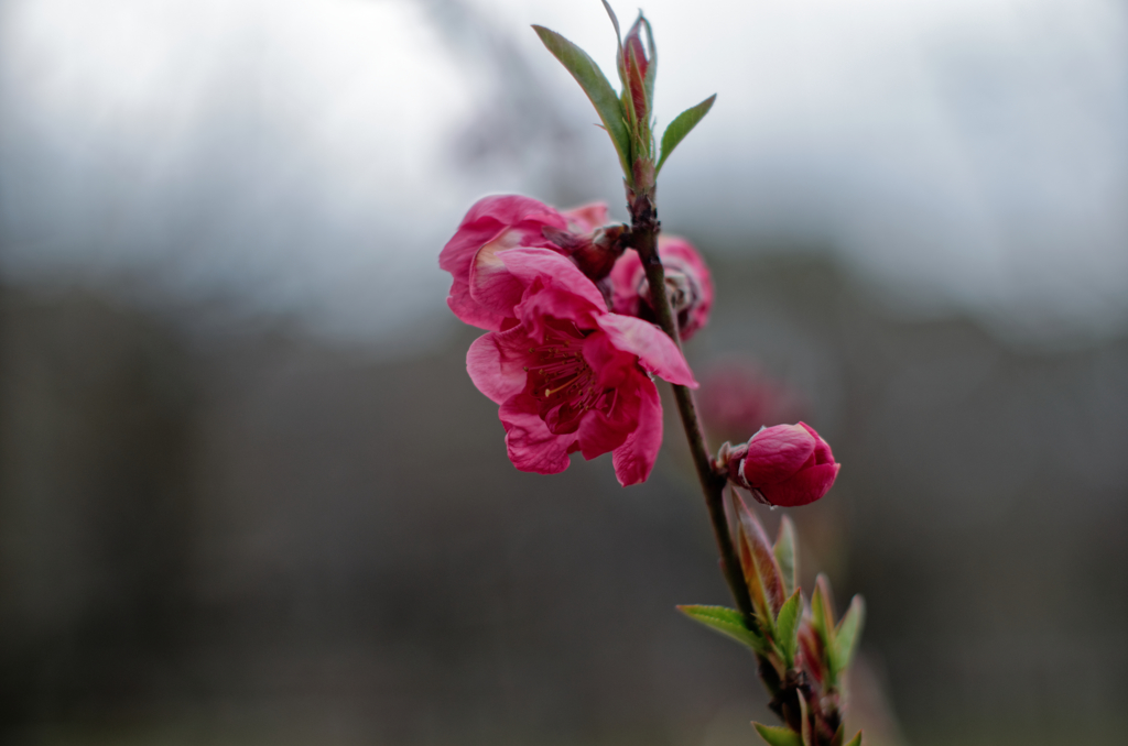 桃開花