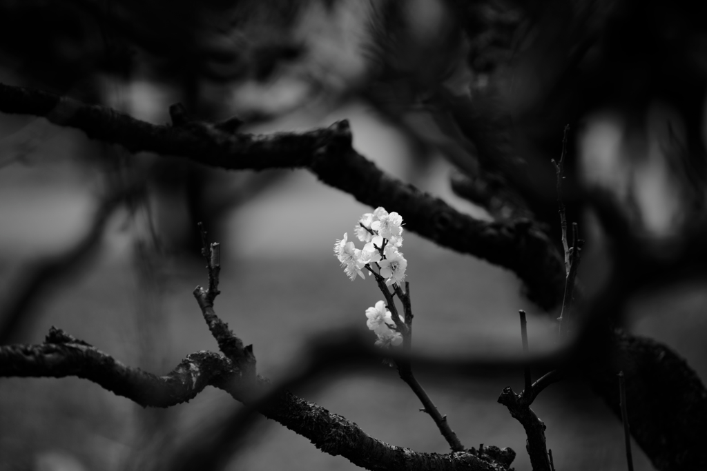 SPRING GLORIES .