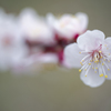 Romantic compositions
