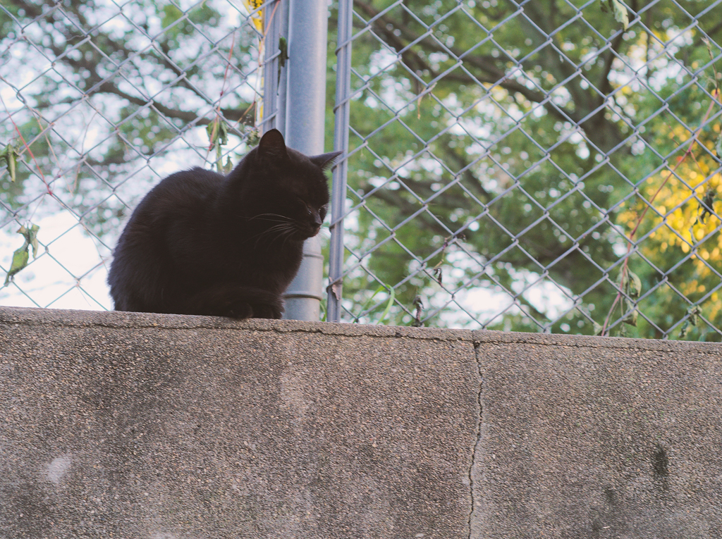 隣猫　2