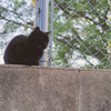 隣猫　2