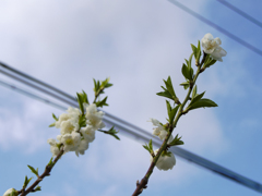 Wild White Passions