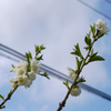 Wild White Passions