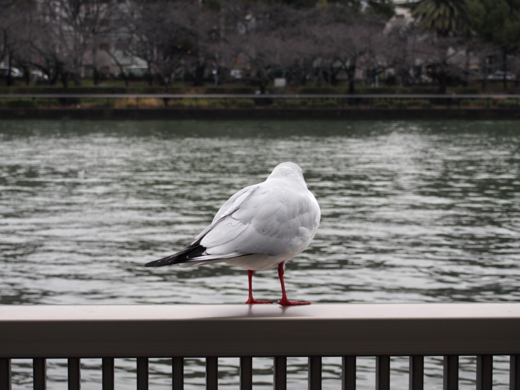 ユリカモメ　