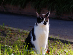 どこか愛おしい猫