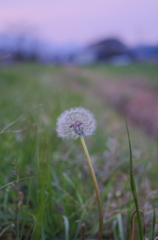 初春の夕暮