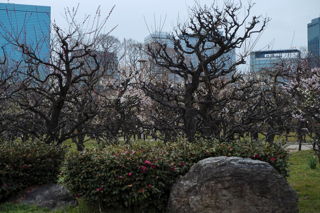 3月3日　大阪城公園 梅園