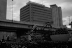 Flowers III