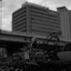 Flowers III