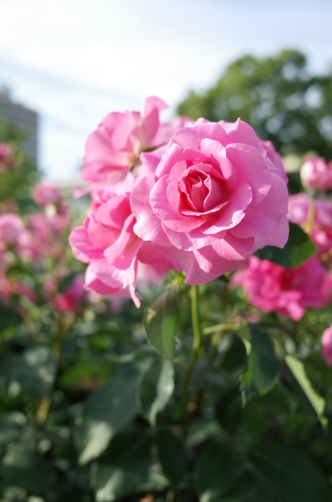 花の名前は「うらら」