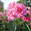 花の名前は「うらら」