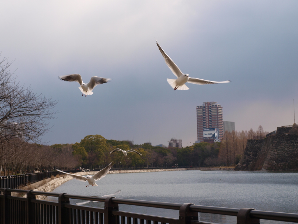 大阪城公園　外堀