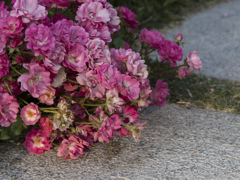 地を這う薔薇