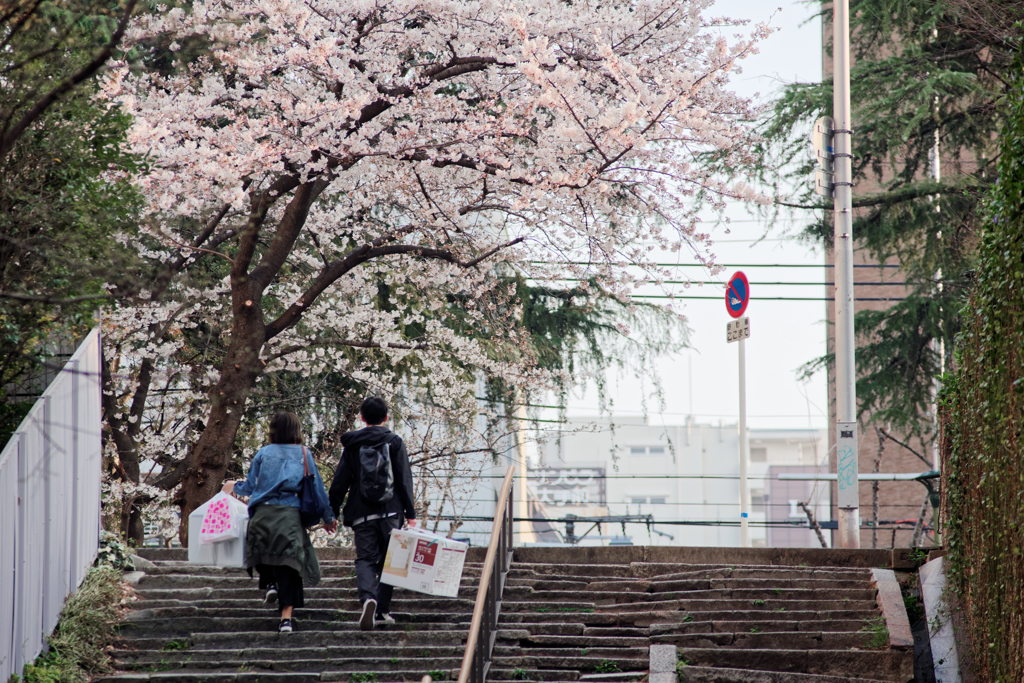 桜 2018