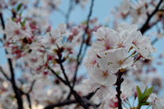 名玉？　TAMRON 17A II