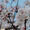 名玉？　TAMRON 17A II