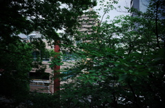 高津宮の森