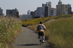 SDIM2291
