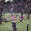APO-LANTHAR 90mm F3.5 SL
