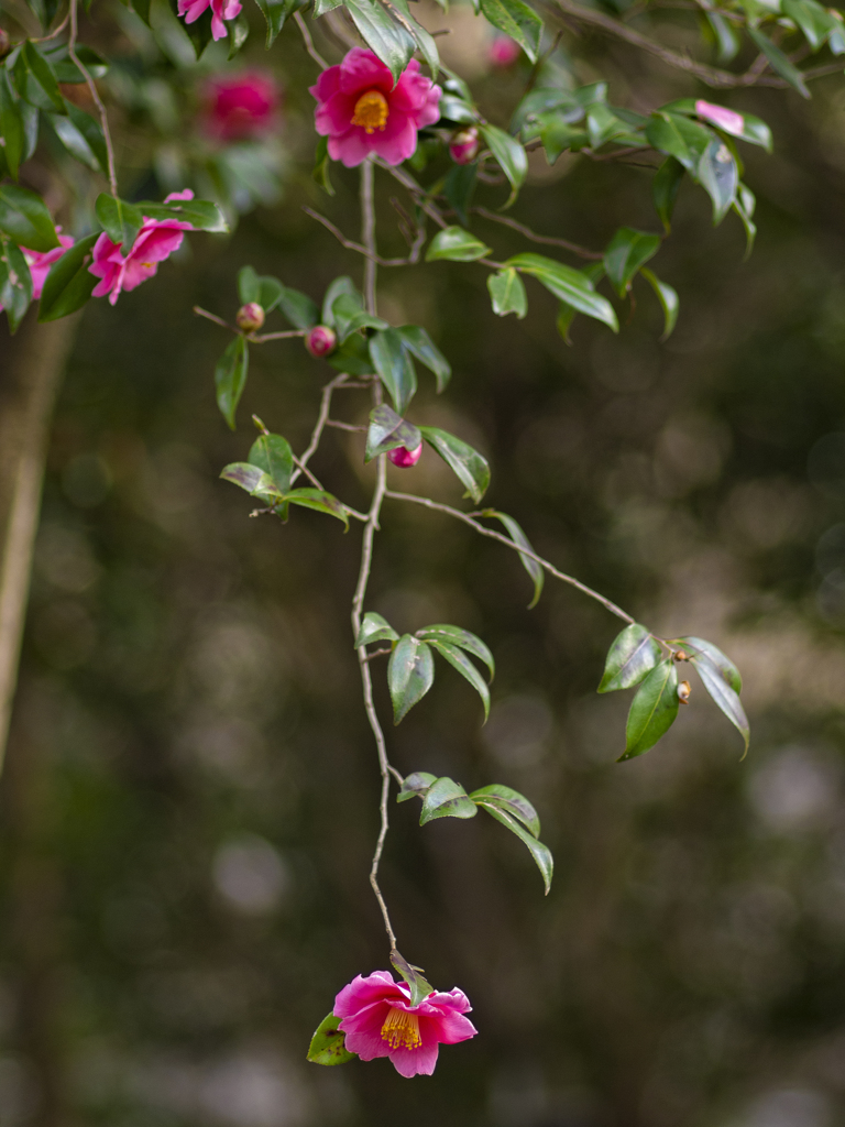 Camellia sasanqua