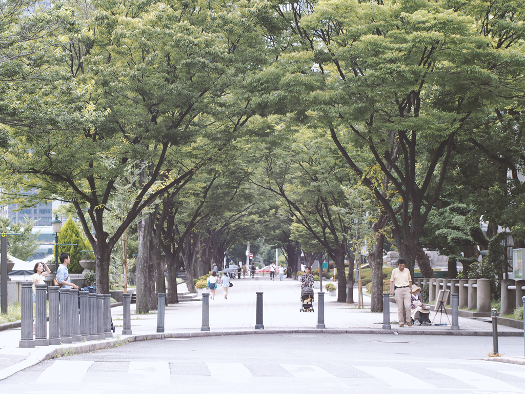 中之島公園　大阪市役所前の並木