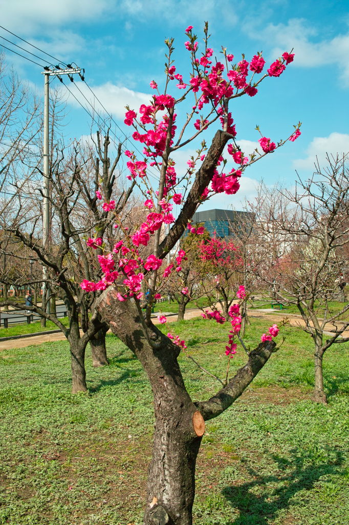大阪城公園　桃園