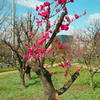 大阪城公園　桃園