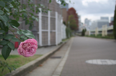 中之島公園　20151227