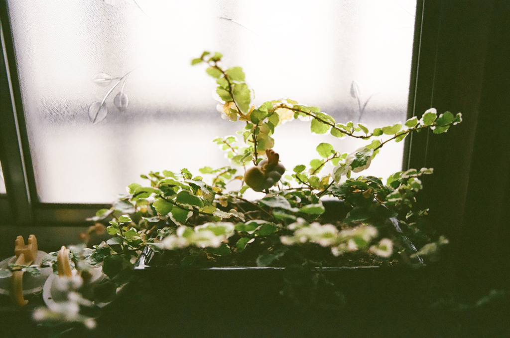 小さな植木鉢　[フィルム写真]  