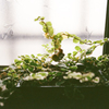小さな植木鉢　[フィルム写真]  