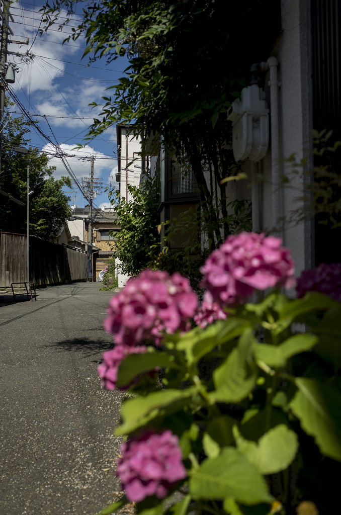 去年の初夏　下町あじさい