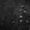 TAMRON 65A 開放 ..