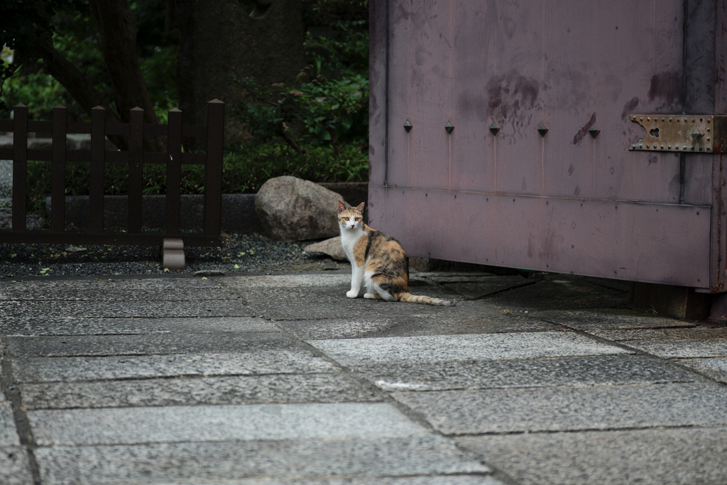 兎我野町 太融寺の猫