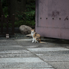 兎我野町 太融寺の猫