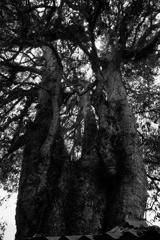 Baobab