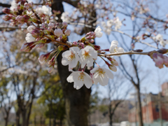 幸福な桜写真