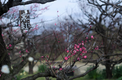紅