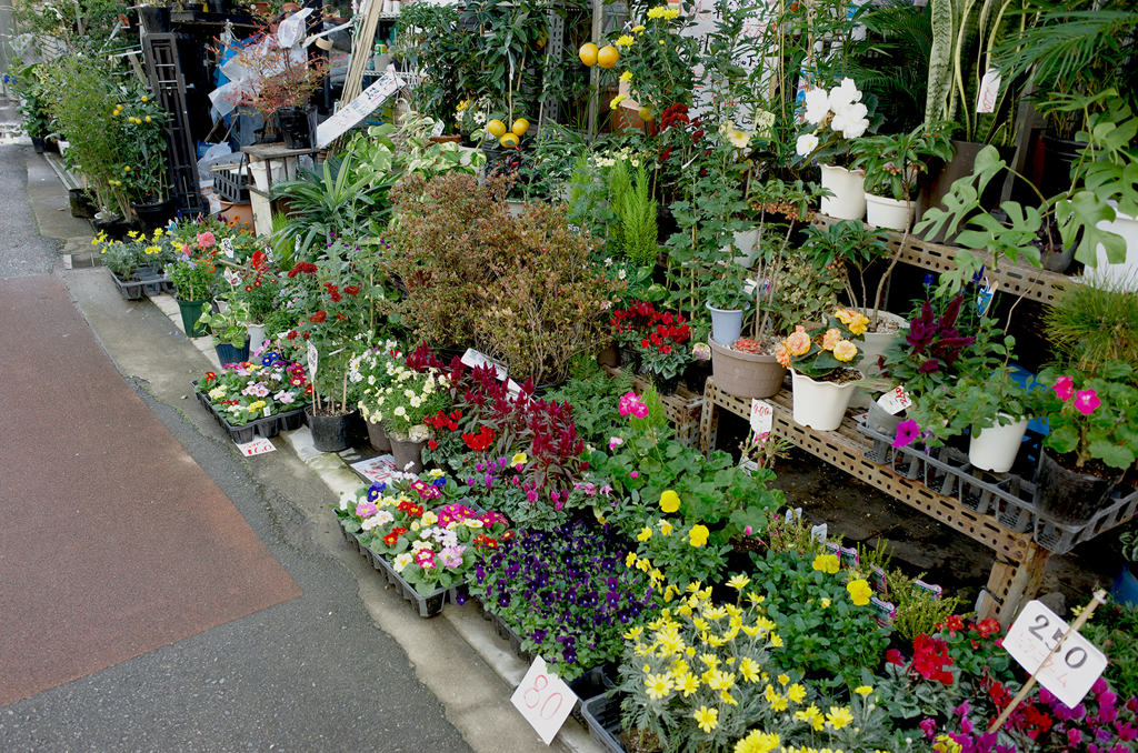 布施近辺　植木屋さん