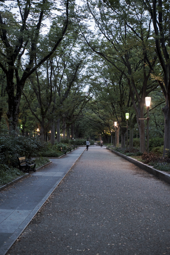 靭公園の欅並木