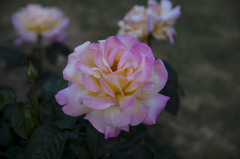 夜明の薔薇色 II