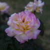 夜明の薔薇色 II