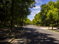 大阪城公園外周道　夏