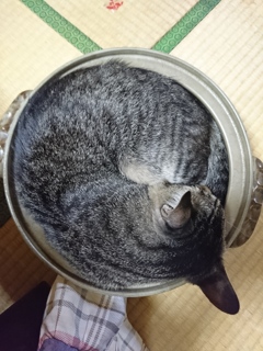 窮屈な鍋猫