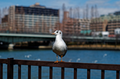 ユリカモメ　源八橋近く